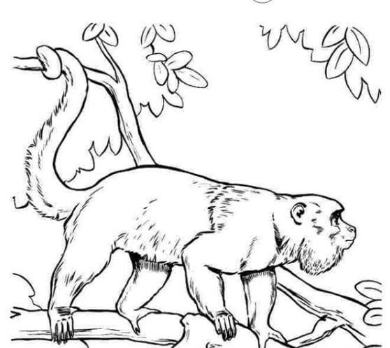 Mẫu tranh tô màu hình con khỉ dành cho bé tập tô