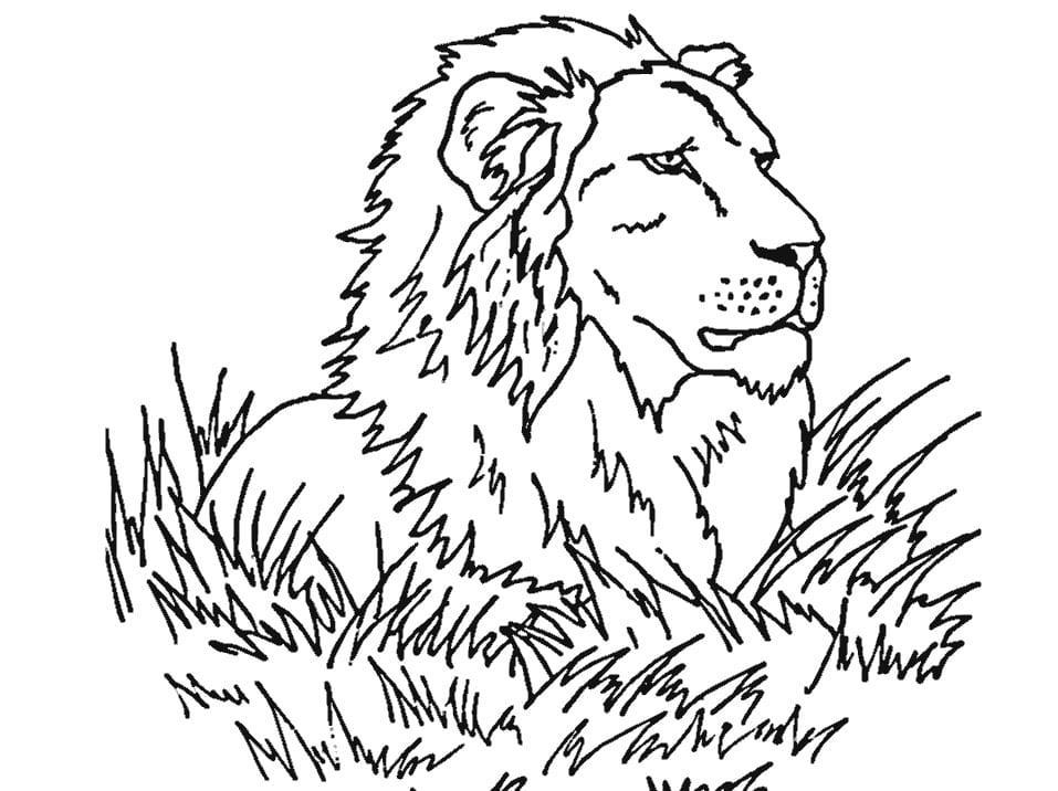 Tranh tô màu động vật – hình sư tử