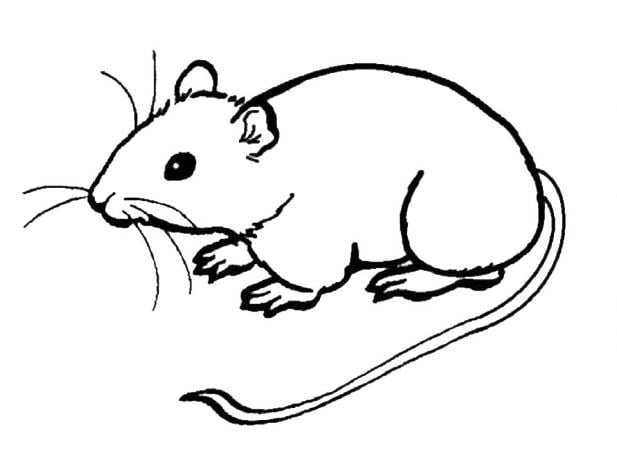Mẫu tranh tô màu hình con chuột cho bé tập tô