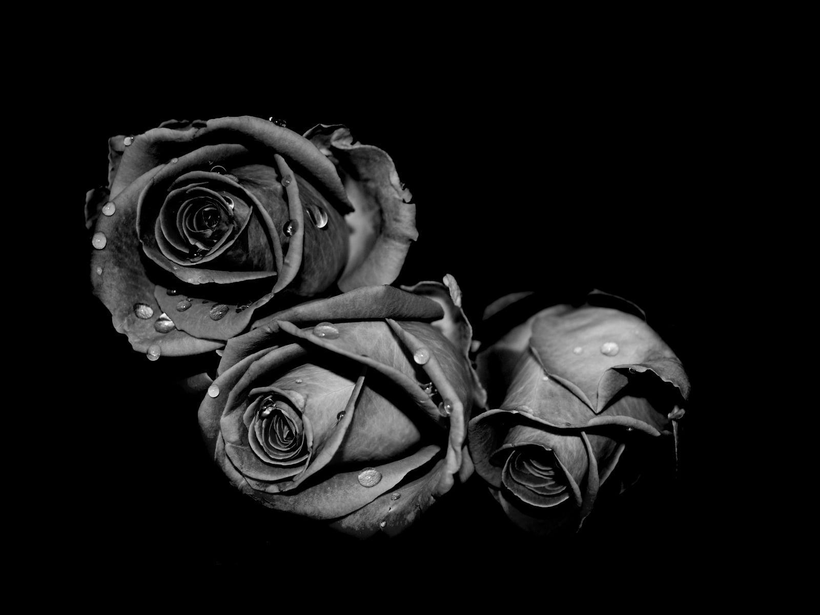 Hình ảnh Hoa hồng đen - ý nghĩa hoa hồng đen