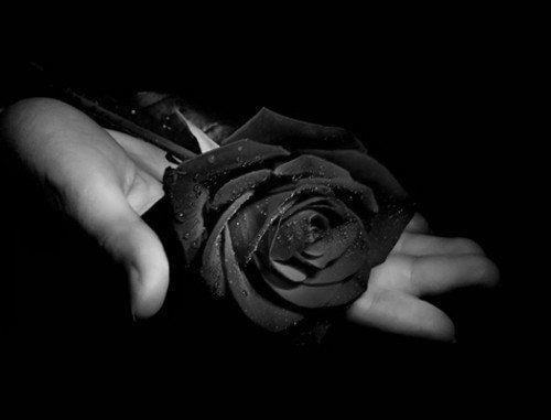 Hình ảnh Hoa hồng đen - Bông hoa hồng đen đẹp ý nghĩa