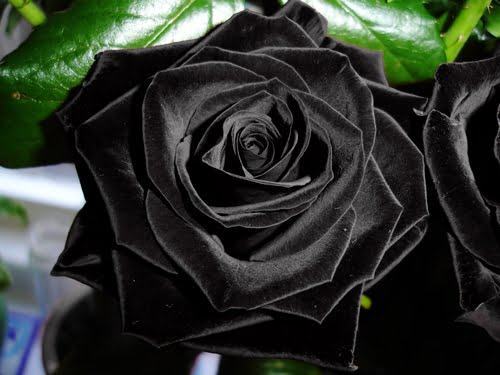 Hình ảnh Hoa hồng đen - màu đen huyền bí