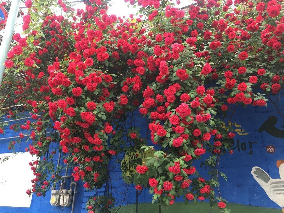 Hình ảnh hoa hông leo đỏ đẹp ở hàng rào