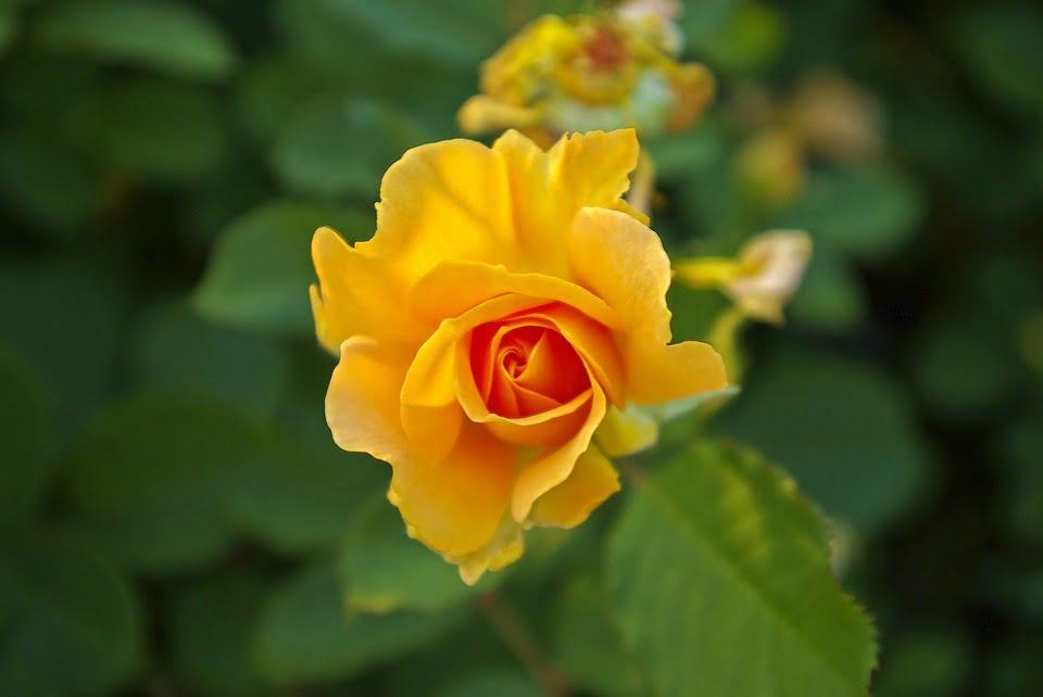 Hình ảnh Hoa hồng vàng - Hoa hồng vàng đẹp cho quà tặng