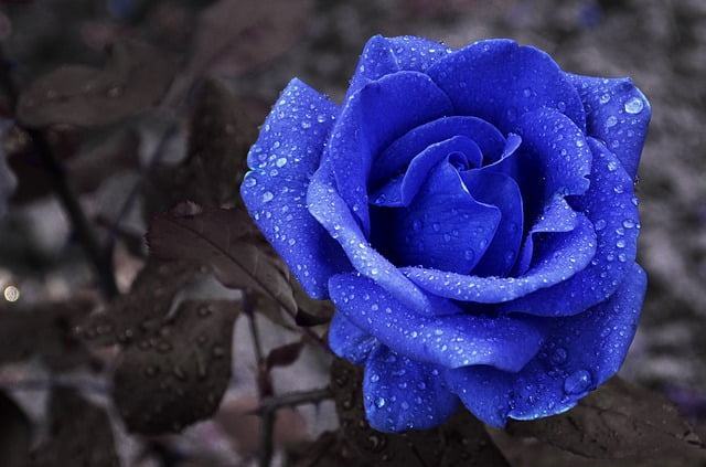 Hình ảnh Hoa hồng xanh - Bông hoa hồng xanh