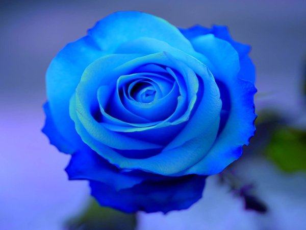Hình ảnh Hoa hồng xanh - Bông hoa hồng xanh đẹp