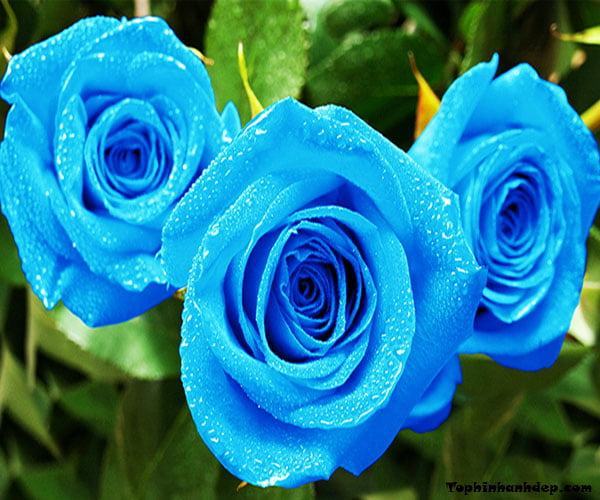 Hình ảnh Hoa hồng xanh - Cành Hoa hồng xanh đẹp nhất