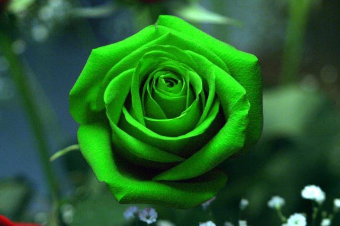 Hình ảnh hoa hồng xanh lá độc lạ