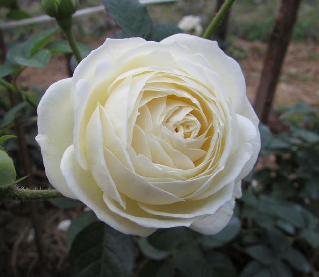 download ảnh hoa hồng trắng đẹp 2020