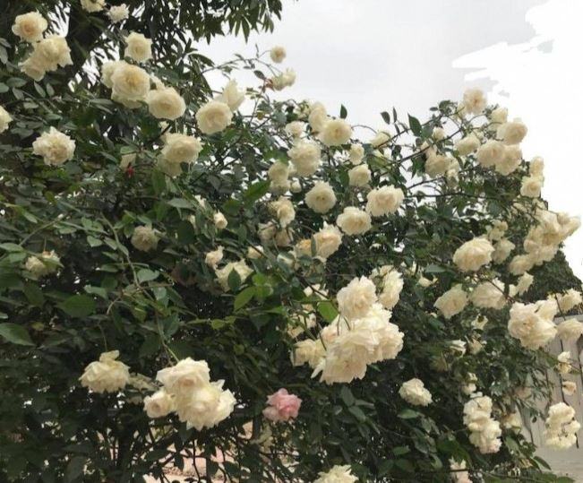 hình hoa hồng trắng tự nhiên đẹp nhất