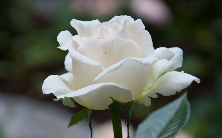 ảnh hoa hồng trắng đẹp ý nghĩa