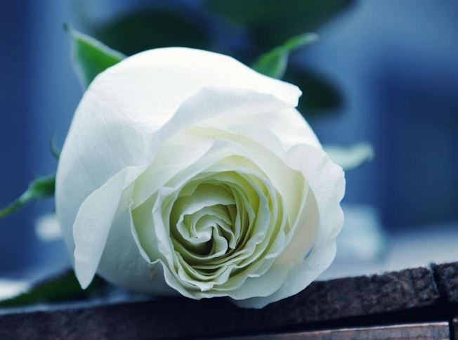 ảnh nền hoa hồng trắng đẹp ý nghĩa