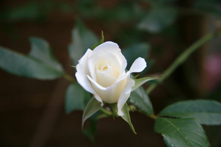 ảnh hoa hồng trắng đẹp tự nhiên