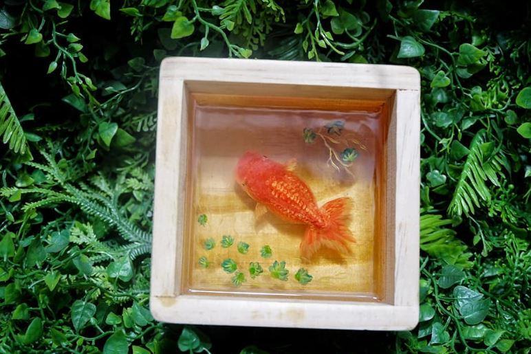 Hộp cá Koi 3D epoxy resin