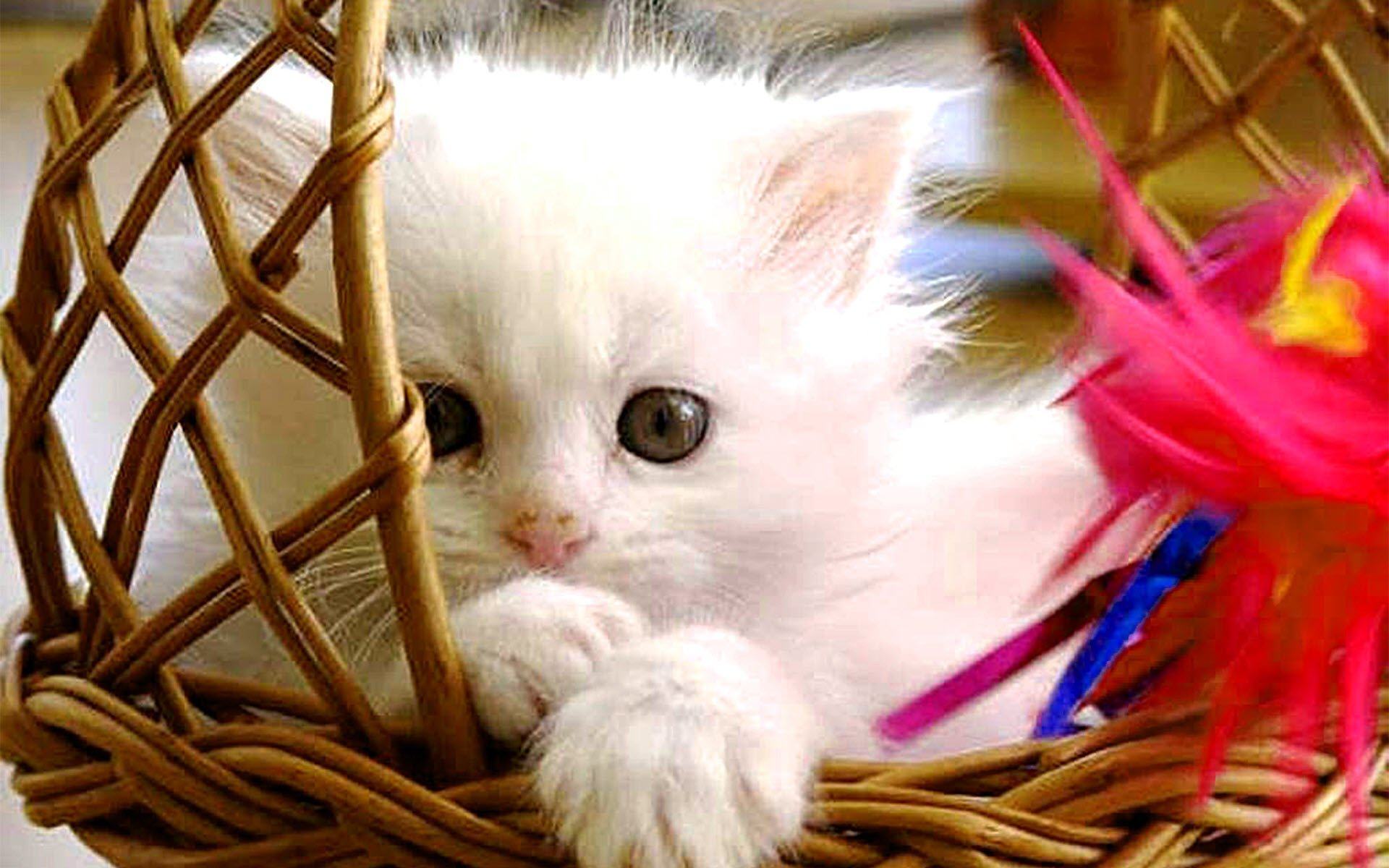 Hình ảnh chú mèo con dễ thương với đôi mắt tròn to và long lanh