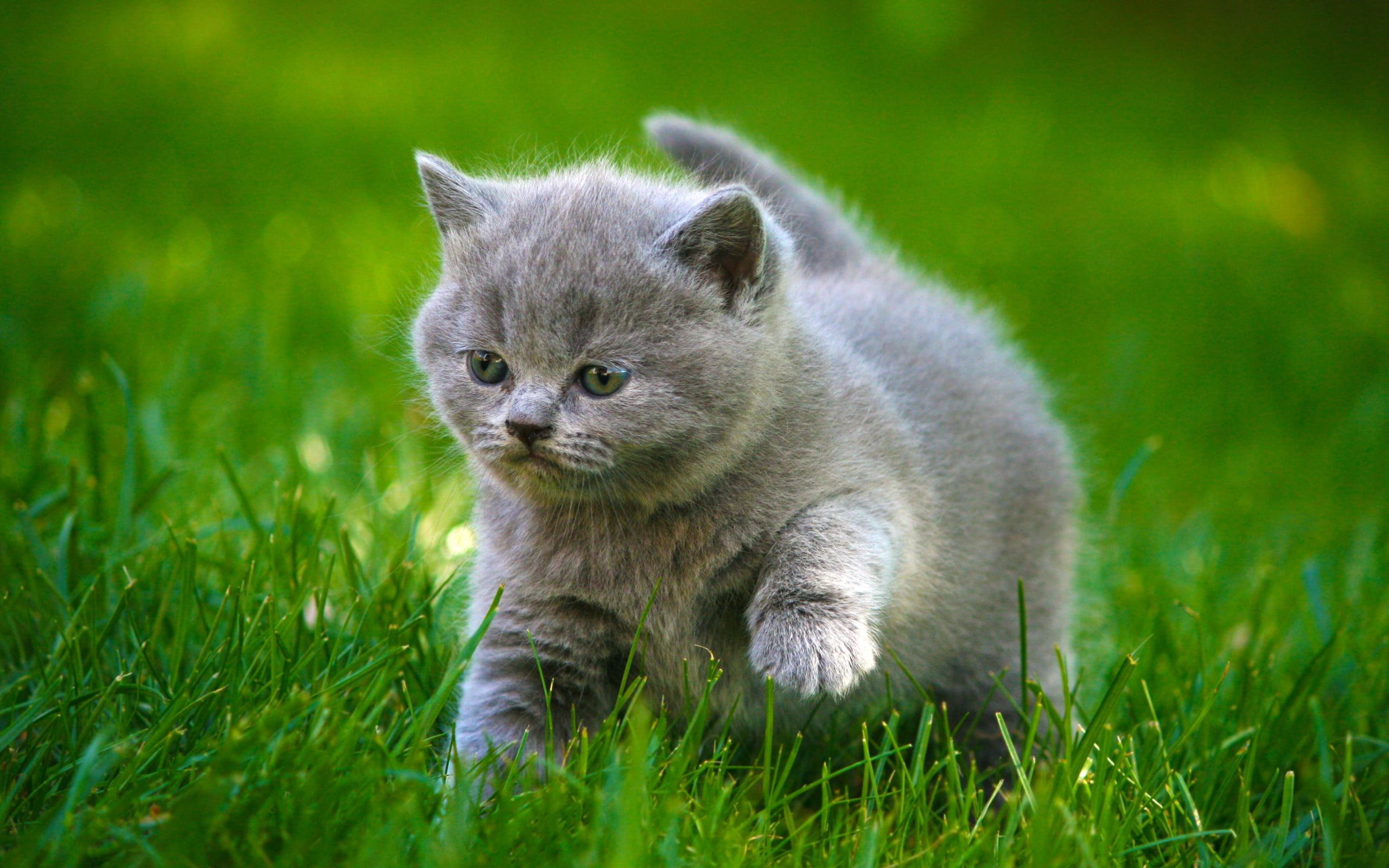 Hình ảnh dễ thương của chú mèo con đang đi trên cỏ