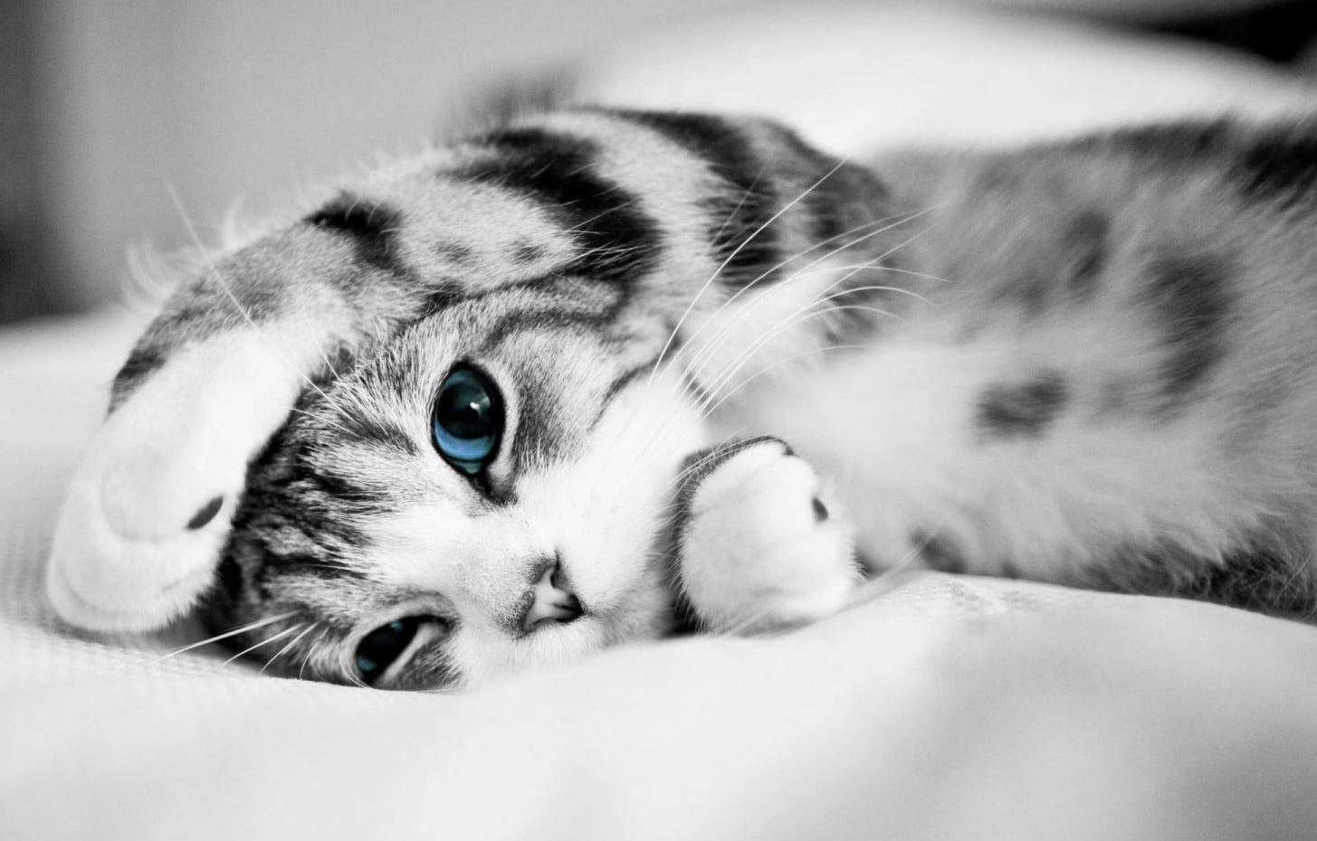Hình ảnh chú mèo con siêu cute và dễ thương