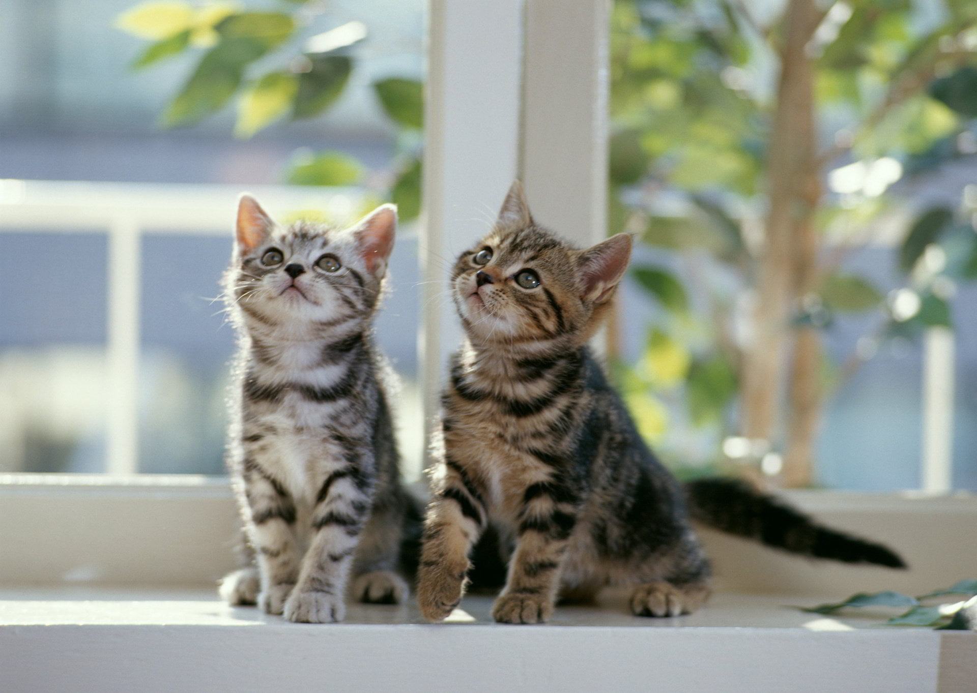 Hình ảnh dễ thương của hai chú mèo con đang ngắm nhìn thứ gì đó 