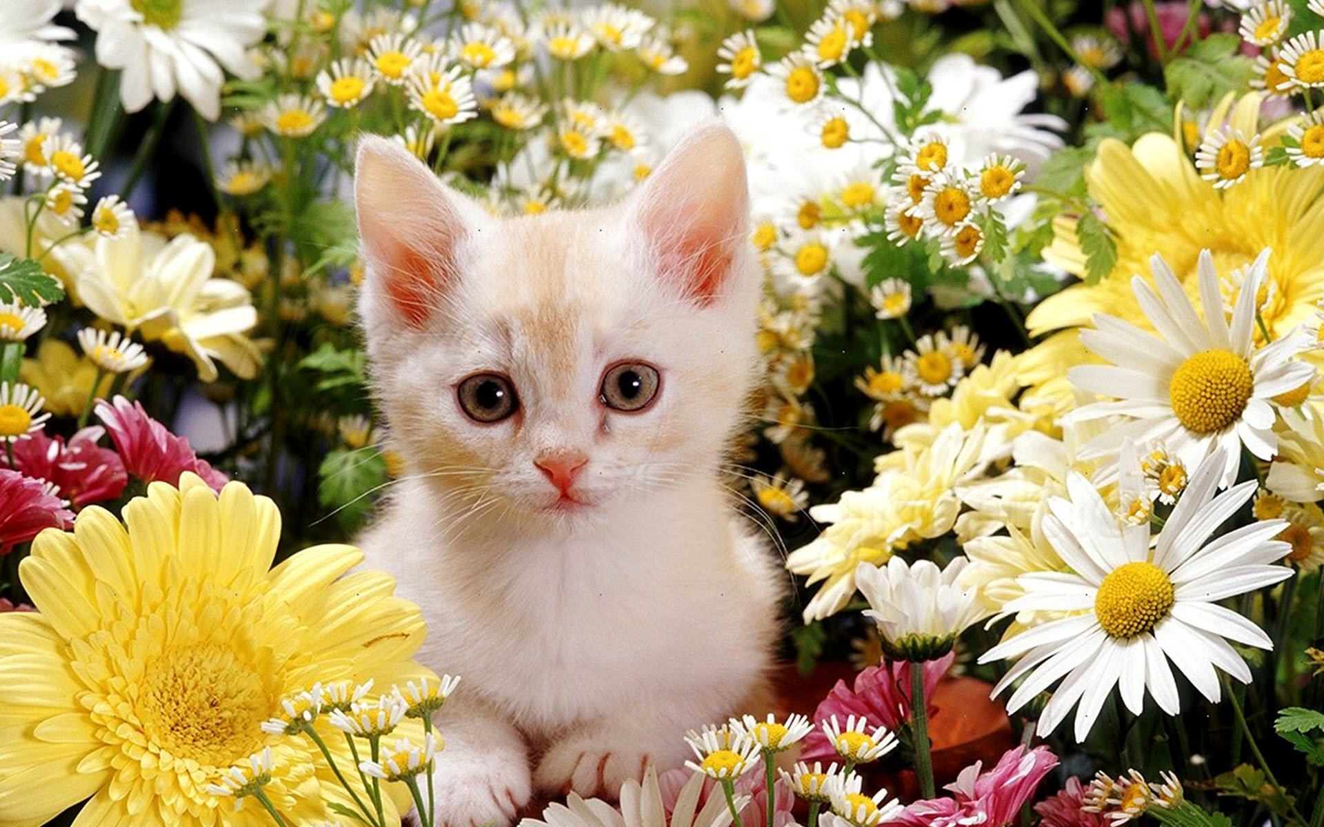 Hình ảnh cô mèo con xinh đẹp bên vườn hoa