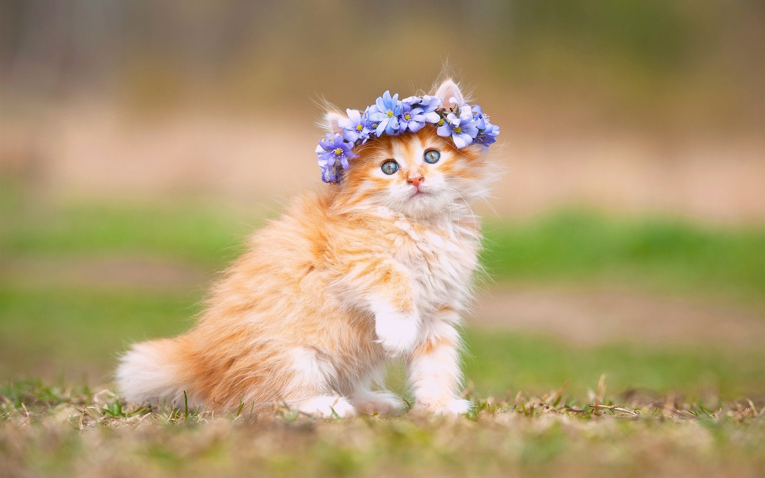 Hình ảnh chú mèo con cực đẹp khi được chủ nhân đeo chiếc vòng hoa trên đầu
