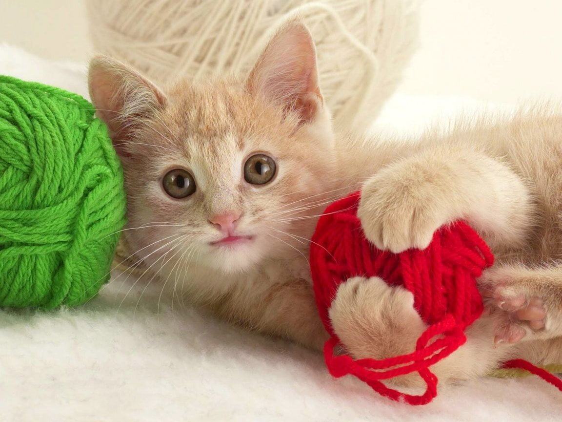 Hình ảnh đáng yêu của mèo con đang nô đùa với những cuộn len