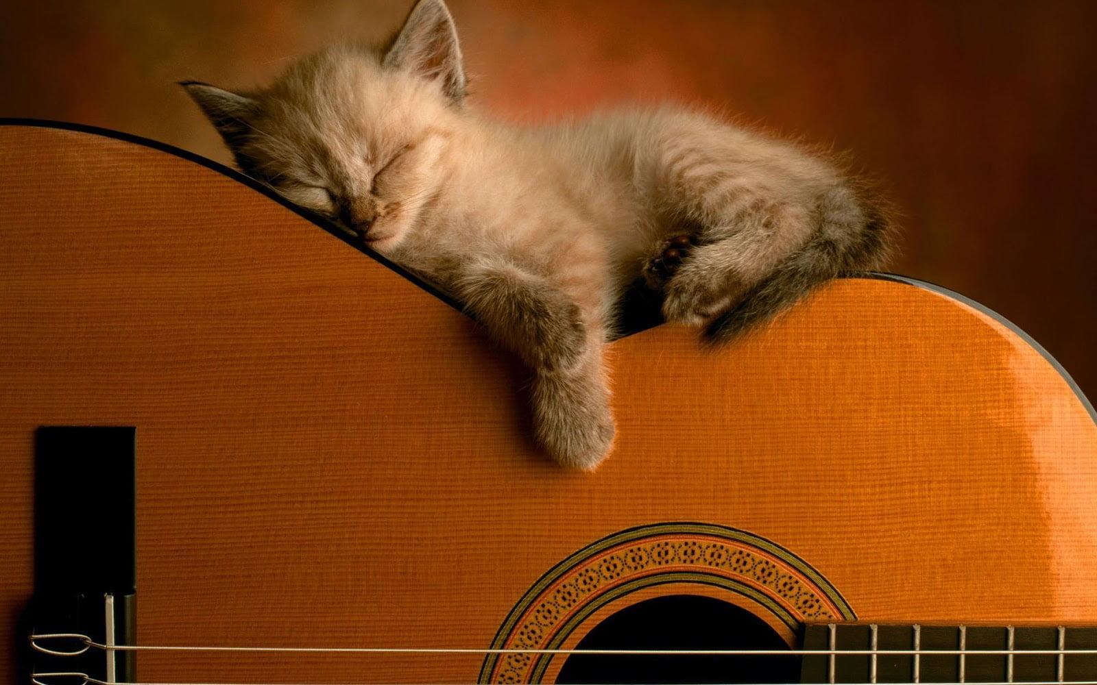 Hình ảnh đáng yêu của chú mèo con đang ngủ trên cây đàn