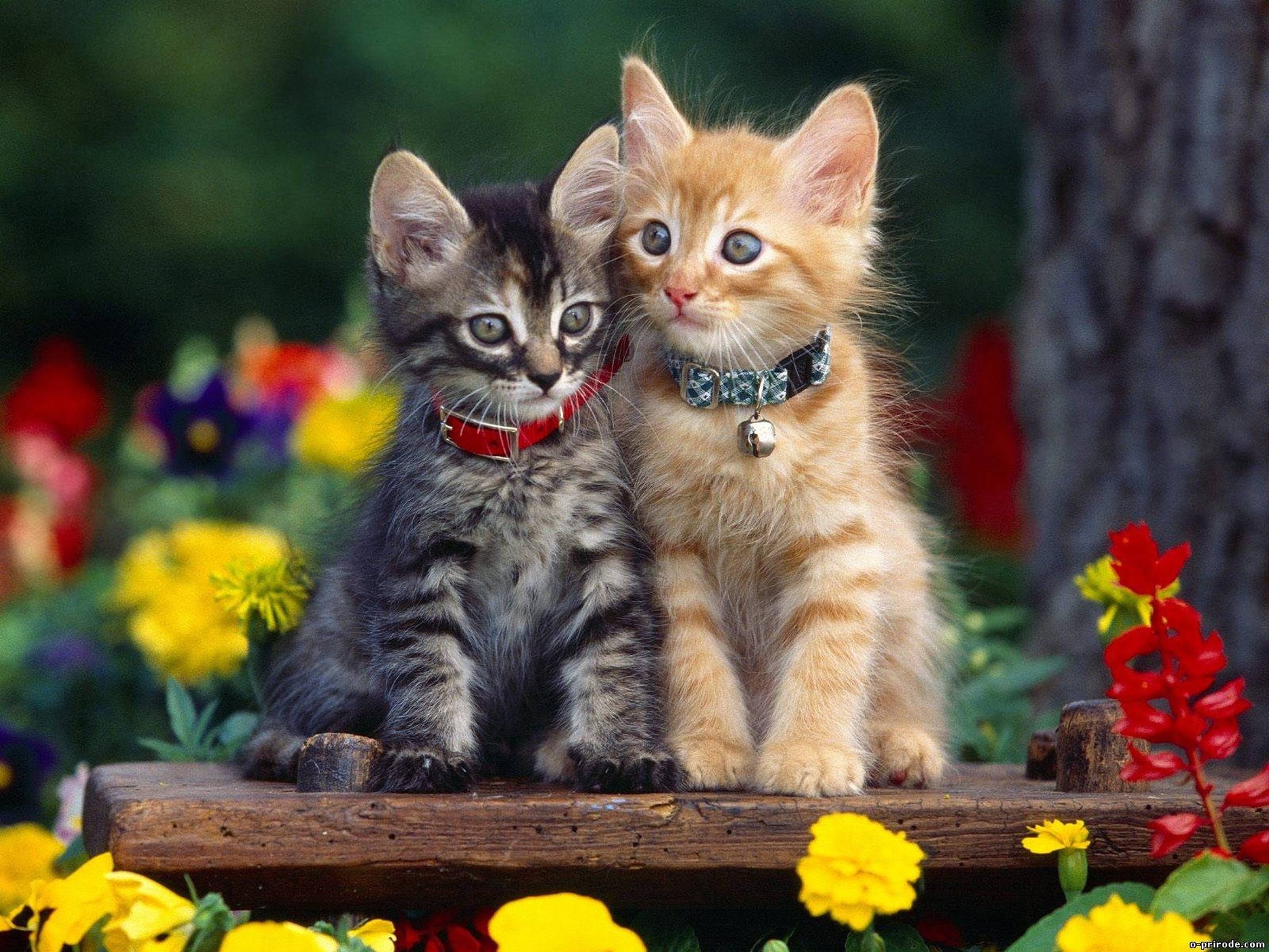 Hình ảnh đẹp giữa 2 chú mèo con thật đẹp đúng không nào
