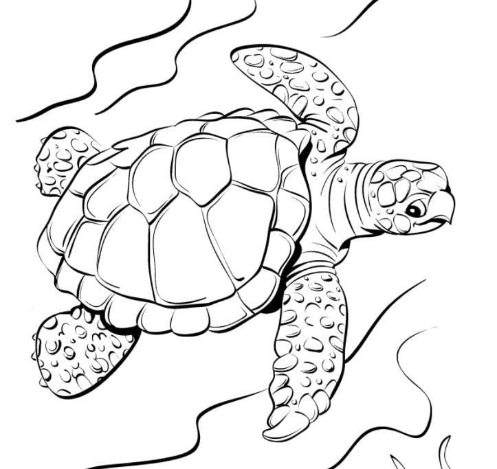 Cách vẽ con rùa đơn giản  Vẽ bức tranh con rùa cực dễ thương  YouTube