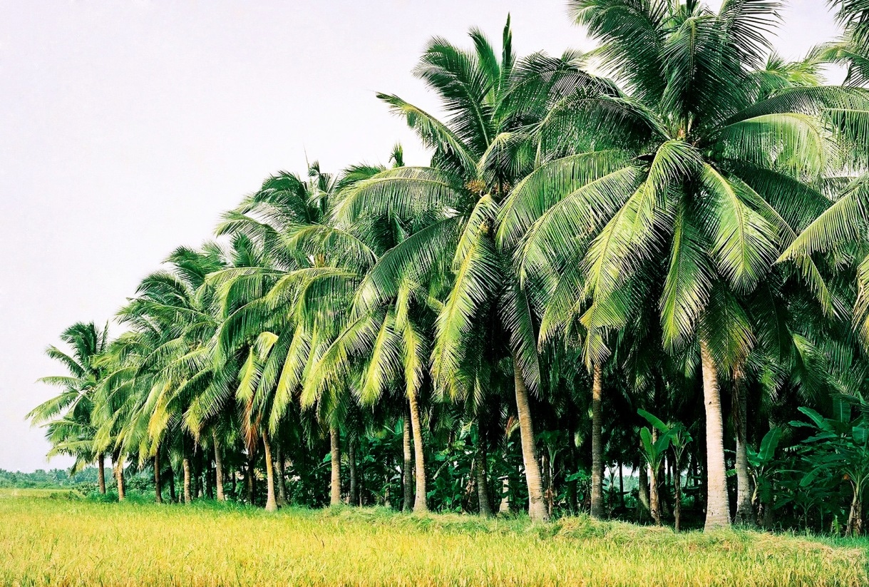 Cây Dừa - Đặc điểm, công dụng, cách trồng và chăm sóc