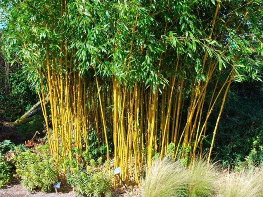 Trúc là một loại cây rất phổ biến tại Việt Nam và được nhiều người ưa thích